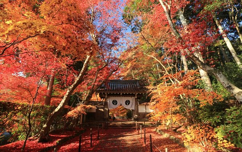 お気軽に‼️スマホ参加歓迎【紅葉🍁光明寺フォト📷ウォーク】美しい紅葉と歴史的建造物をフォトウォーク✨