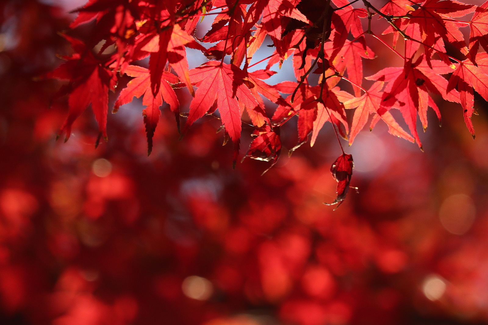 ⭐️【特割】設定！⭐️【20代前半主催】🍁秋深まる高尾山へ🍁　紅葉を満喫しよう！