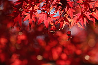 ⭐️【特割】設定！⭐️【20代前半主催】🍁秋深まる高尾山へ🍁　紅葉を満喫しよう！