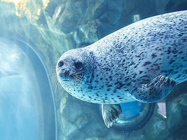 【先着5名無料】しながわ水族館へ行こう🌈🌈