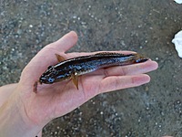 旧中川で旬のマハゼを釣ろう！！
