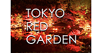 八芳園のライトアップされた日本庭園「RED GARDEN」で紅葉散歩を楽しみます♪