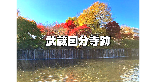 武蔵国分寺公園の紅葉散歩と武蔵国分寺の史跡・遺跡巡りをします！展示室も入ります♪