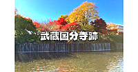 武蔵国分寺公園の紅葉散歩と武蔵国分寺の史跡・遺跡巡りをします！展示室も入ります♪