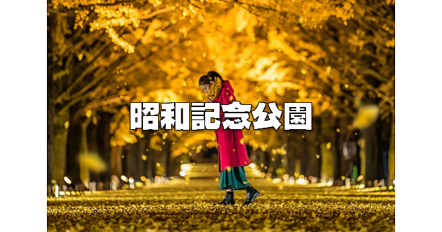 昭和記念公園の「黄葉・紅葉まつり＆秋の夜散歩」でライトアップされたイチョウ並木を楽しみます♪