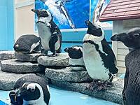 【先着4名無料】ペンギンのいるお店に行こう🐣🐣