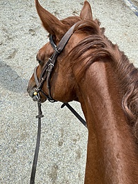 馬好きさんとJBCクラシックを観に行く会🐴💕