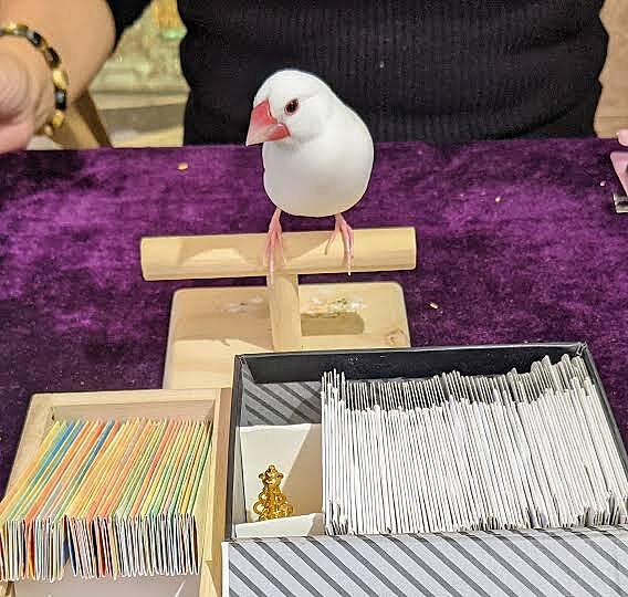 【中華街×文鳥占い】運命の鳥が導く未来予知✨