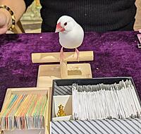 【中華街×文鳥占い】運命の鳥が導く未来予知✨