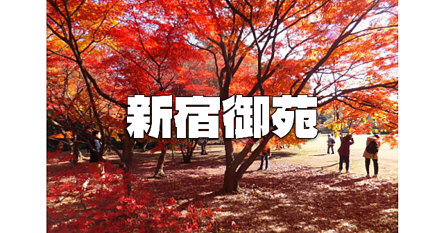 国民公園の新宿御苑で紅葉散歩を楽しみます♪