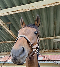 馬好きさん🐴とJRA馬事公苑リニューアルイベントに行ってみる会🐎💕