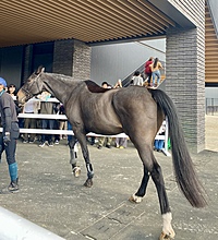 馬好きさんと馬に乗る会🐴☀️(外乗, 乗馬未経験でも大丈夫です🍀)