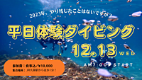 【平日開催】体験ダイビング！伊豆・城ヶ島