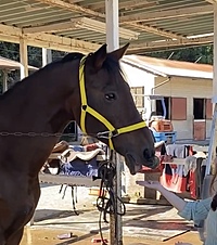 馬好きさんとジャパンカップ🐴🍀を観に行く会at 東京競馬場