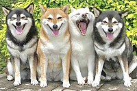 【12/16(土) 癒しカフェ企画🐶】貸切！もふもふわんこと触れ合おう✨