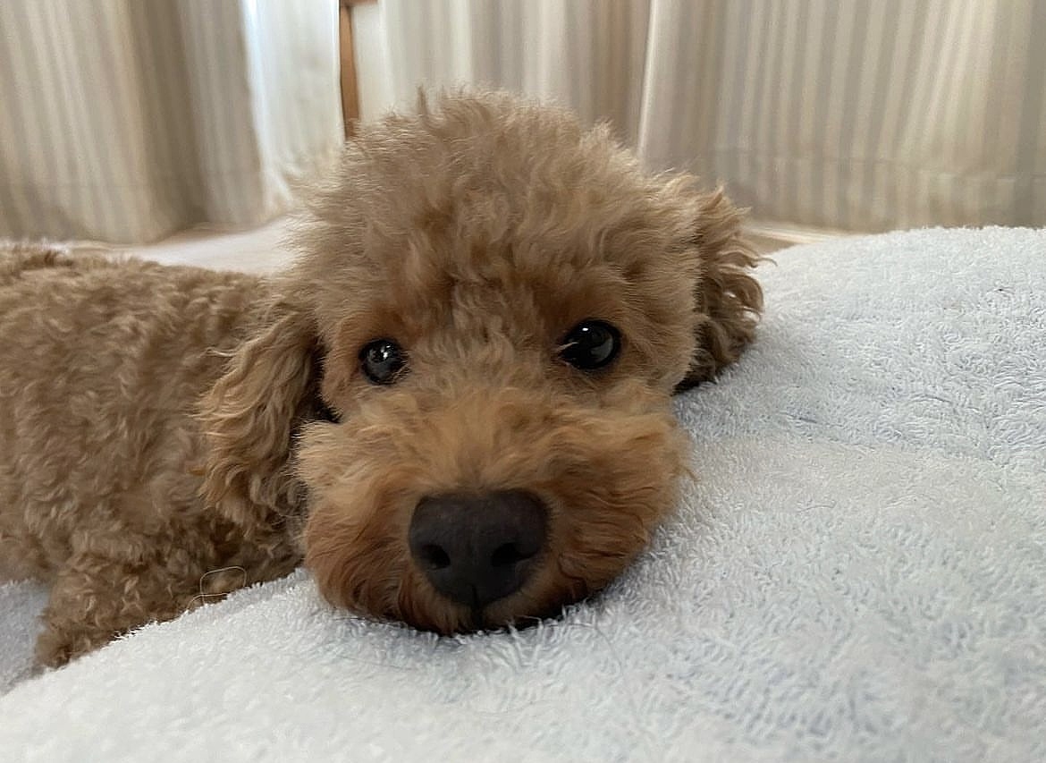 【新規20%オフ】小型犬のいるカフェに癒されに行こう🐶