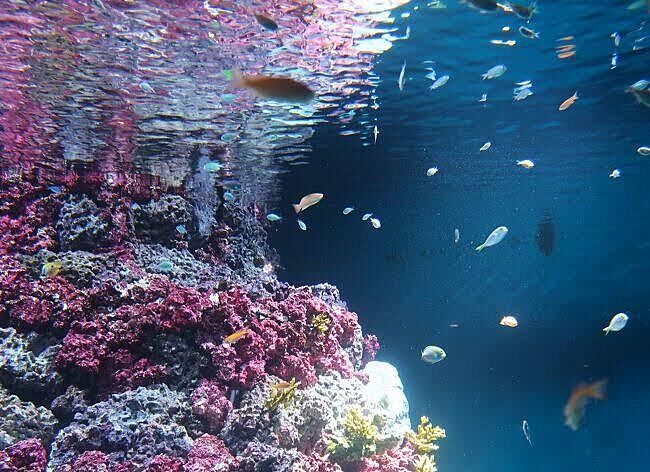 【直前割新規20%オフ】水族館へ行こう🐟🐟