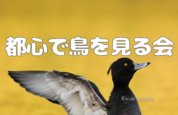 【都内でバードウォッチング】休日に新宿御苑を散歩しながら鳥を観察しよう！（午前の部）