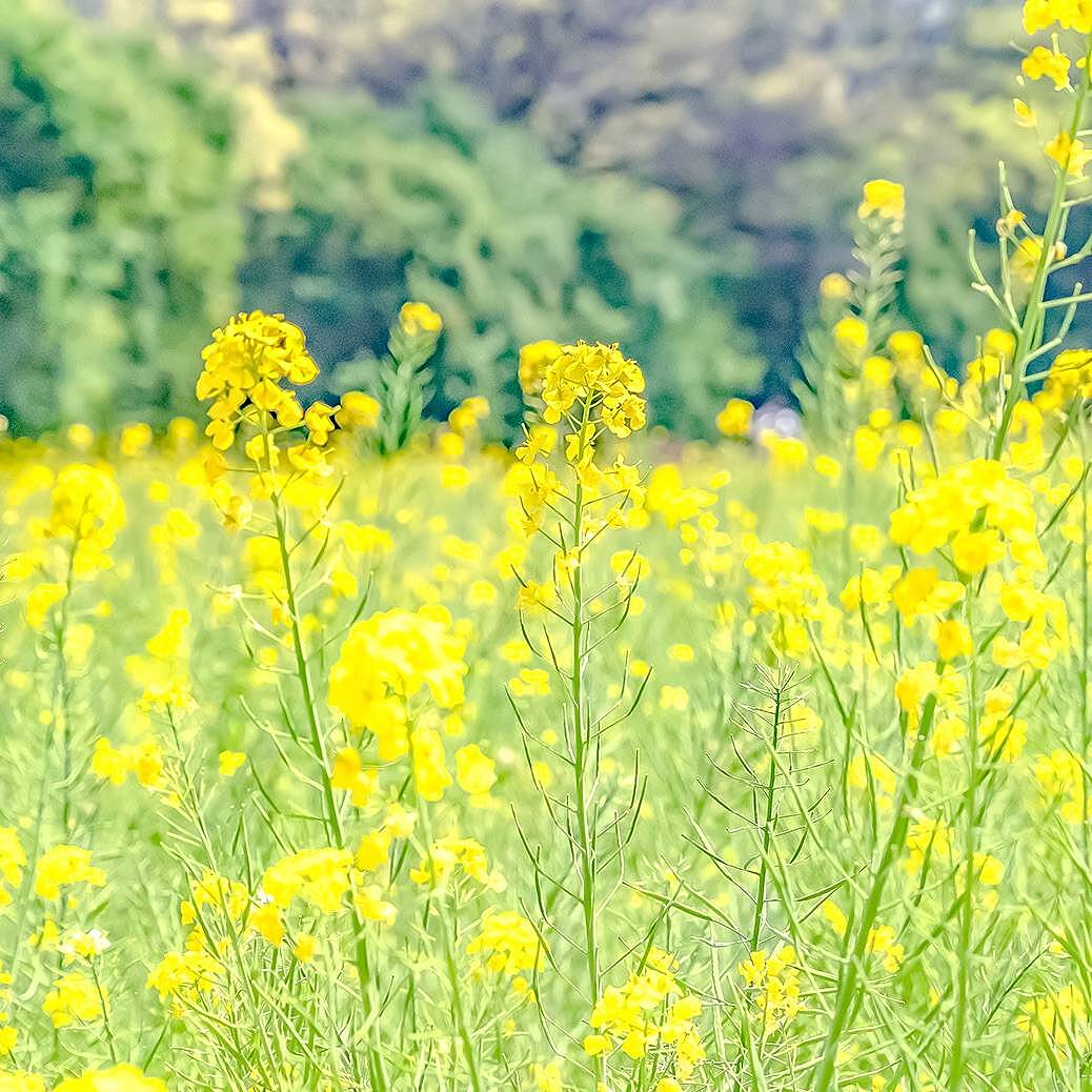 【先着4名無料】菜の花を見に行こう🌺🌺