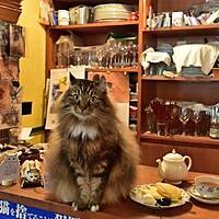 【先着4名無料】猫店長のいるお店に行こう🌈🌈