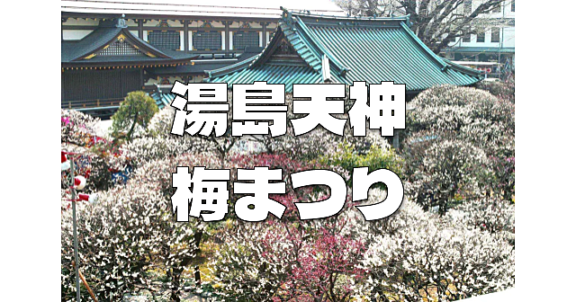 文京梅まつり。湯島天神で梅の鑑賞と歴史散歩をします♪