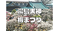 文京梅まつり。湯島天神で梅の鑑賞と歴史散歩をします♪