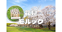 代々木公園で花見モルックを楽しみます♪