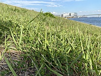 ウォーキング@羽田空港周辺🍂/ walking at HANEDA✈️