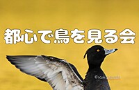 【都内でバードウォッチング】休日に葛西臨海公園を散歩しながら鳥を観察しよう！（午後の部）