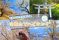 【早割あり/20-30代限定】ロウバイや梅が咲き誇る宝登山でハイキングを楽しむイベント