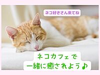 【20代30代】ネコカフェで交流会♬in岐阜