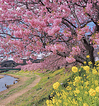 【静岡】伊豆河津桜＆苺 伊豆に春を先取りに🌸