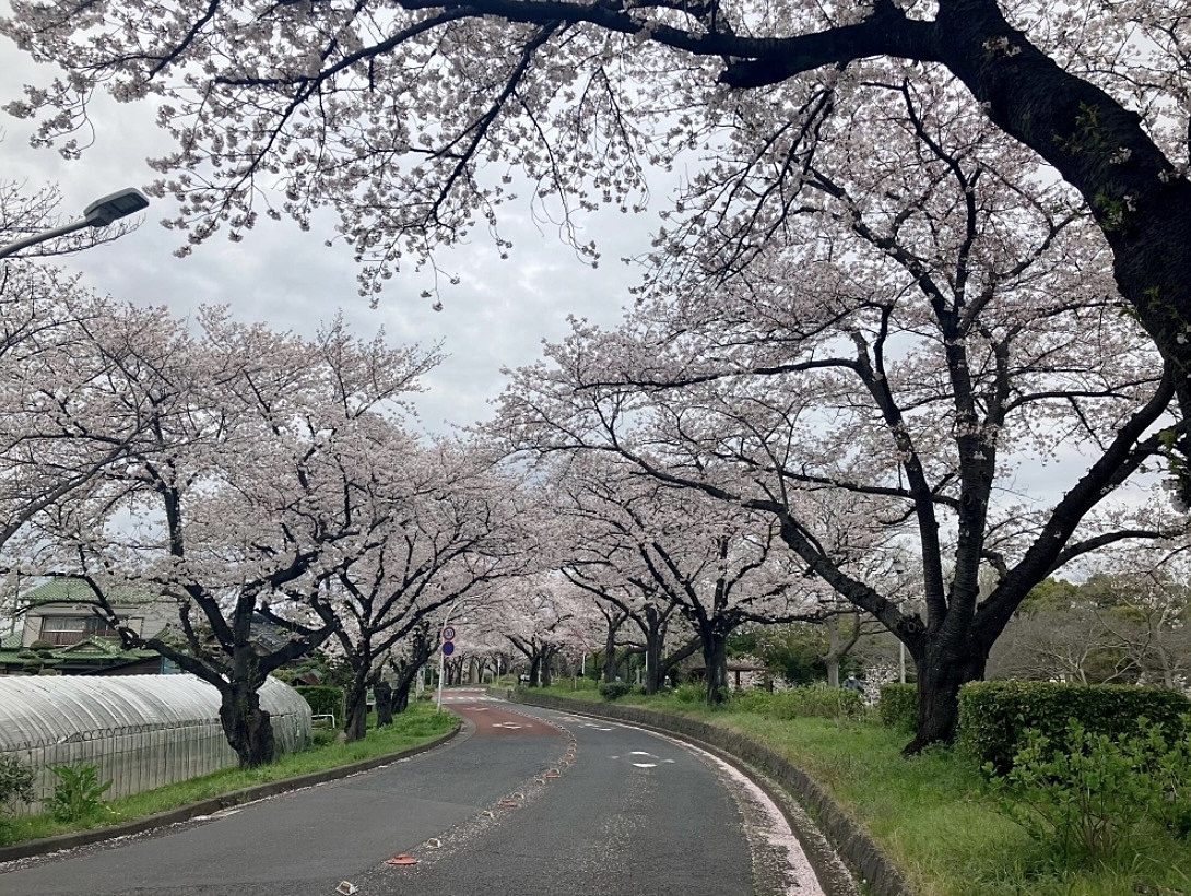 ※31日に変更予定【先着3名無料】水元公園の桜を見に行こう🌸🌸