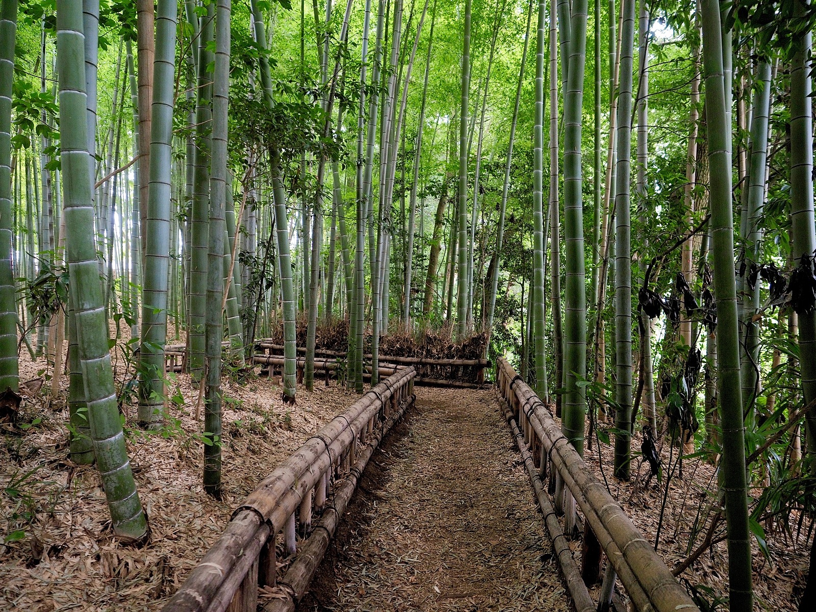 みんなで癒される竹林公園散策会🎋