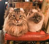 【増枠しました！】可愛い猫さんがたくさん！！！猫店長がいる癒しのカフェに行こう🐈🐾