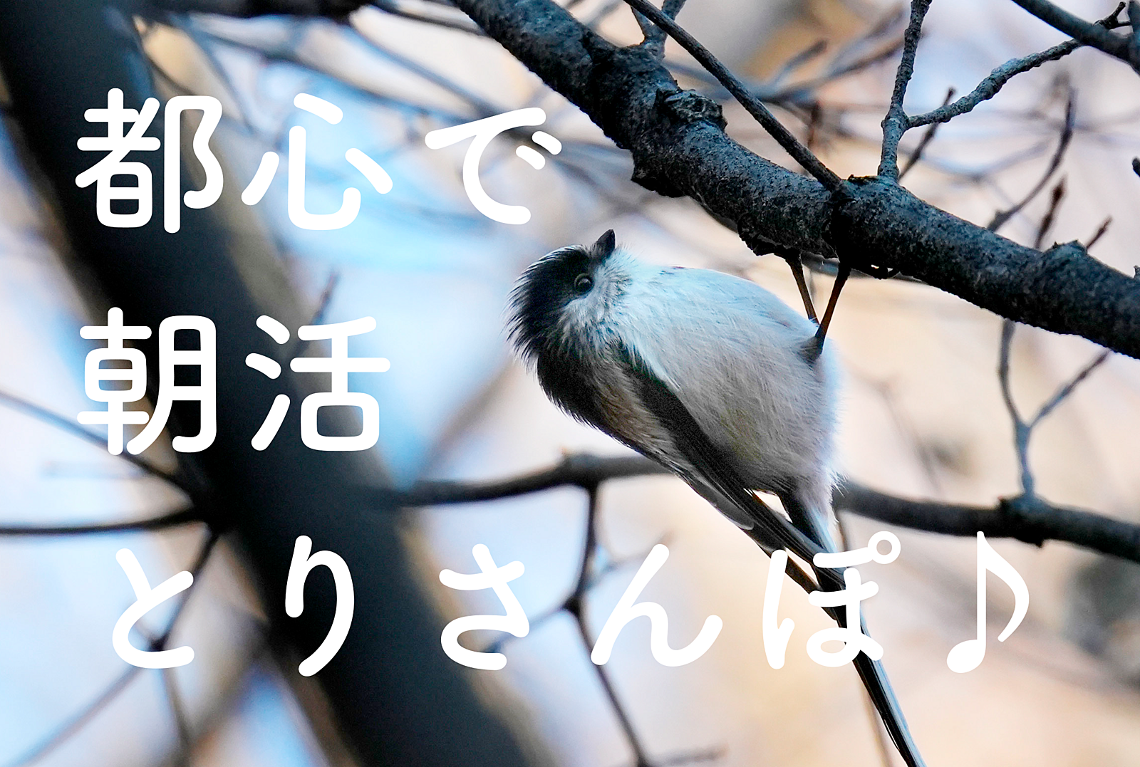 【都心で朝活：とりさんぽ♪】皇居で散歩しながら鳥の観察会