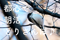 【都心で朝活：とりさんぽ♪】皇居で散歩しながら鳥の観察会