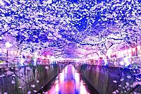 【先着3名無料】中目黒の夜桜ライトアップを見に行こう🌈🌈