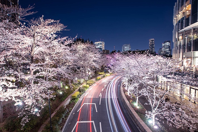 【20代前半主催】六本木の桜スポットを巡ろう🌸都会の真ん中でお花見散歩👣✨