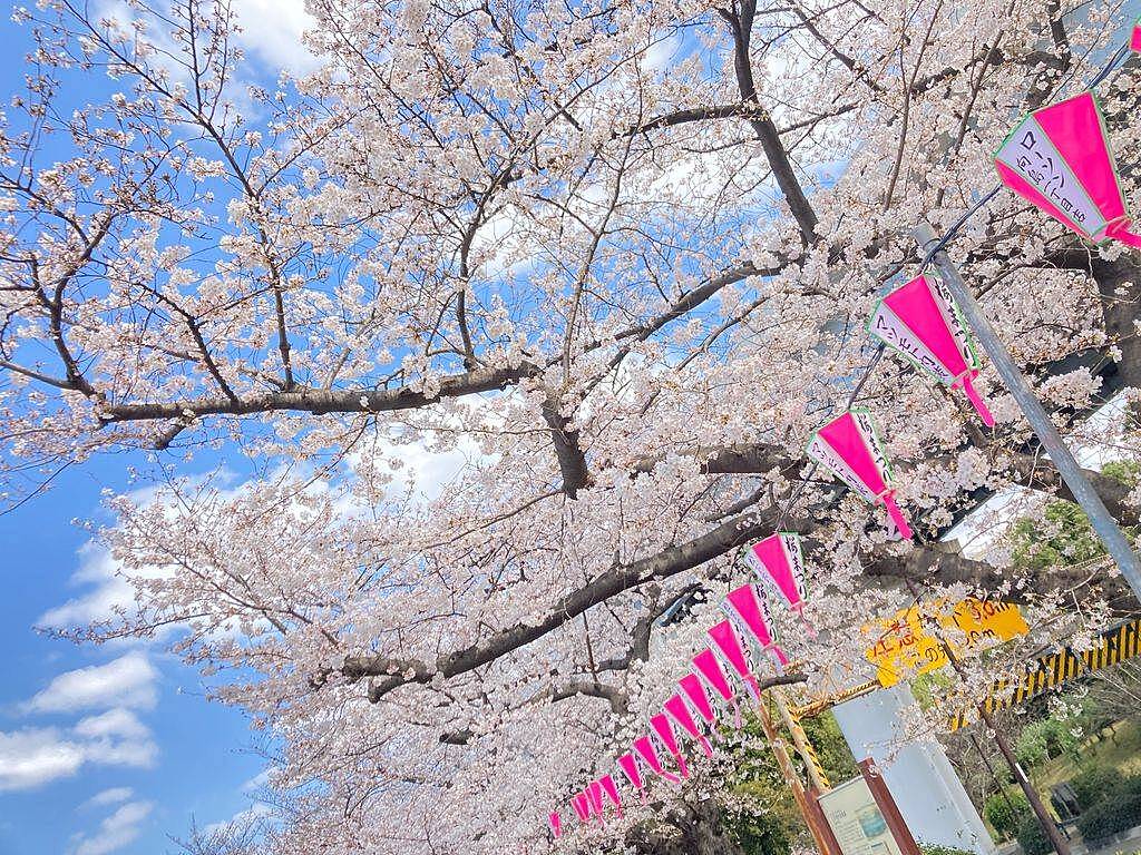 【先着3名無料】隅田公園の桜を見に行こう🌺🌺