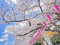 【先着3名無料】隅田公園の桜を見に行こう🌺🌺