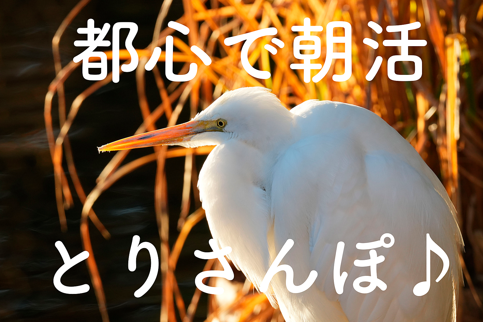 【都心で朝活：とりさんぽ♪】皇居で散歩しながら鳥の観察会