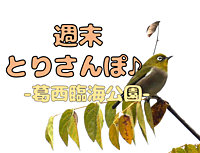 週末とりさんぽ♪ -葛西臨海公園でバードウォッチング-（午後の部）