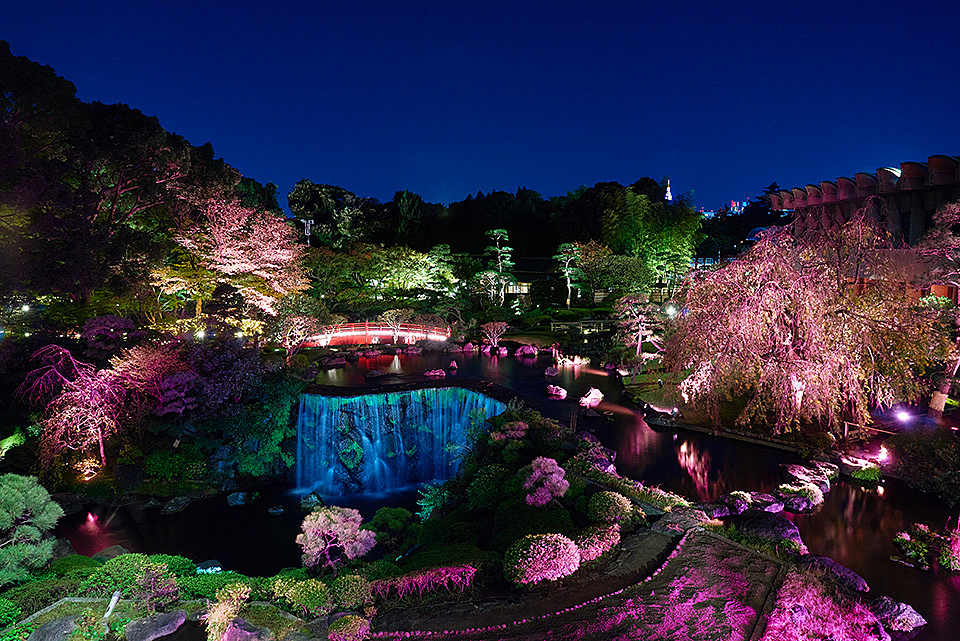 【先着3名無料】赤坂見附の夜桜ライトアップを見に行こう🌸🌸