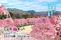 カメラ初心者多数参加！！梅の花撮りにいくぞー♪【in鈴鹿の森庭園】スマホ参加もOK