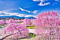 カメラ初心者多数参加！！梅の花撮りにいくぞー♪【in鈴鹿の森庭園】スマホ参加もOK