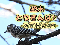 週末とりさんぽ♪ -葛西臨海公園でバードウォッチング-（午前の部）