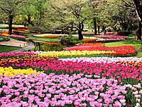 【先着3名無料】23万株のチューリップを見に行こう🌺🌺