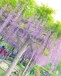 【先着3名無料】藤まつりに行こう🌈🌈