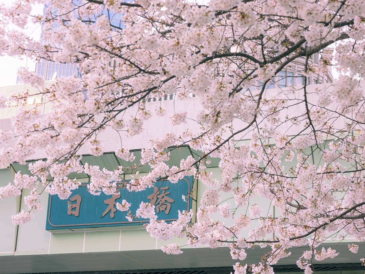 【20代前半主催】東京メトロで桜フォト旅🌸🚇写真映えする桜スポットを巡ろう📸